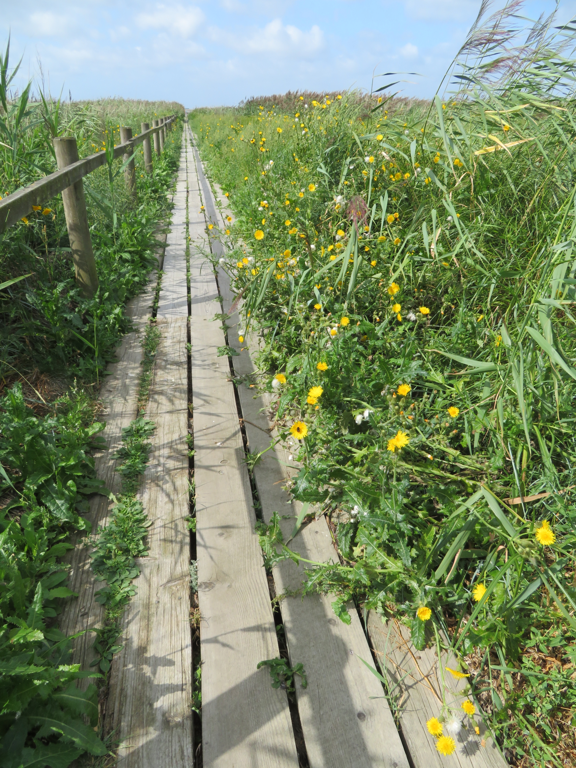 Sommeransicht Sommeransicht